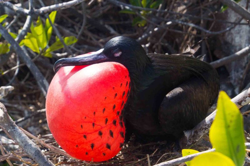 friggot on the Galapogos Islands