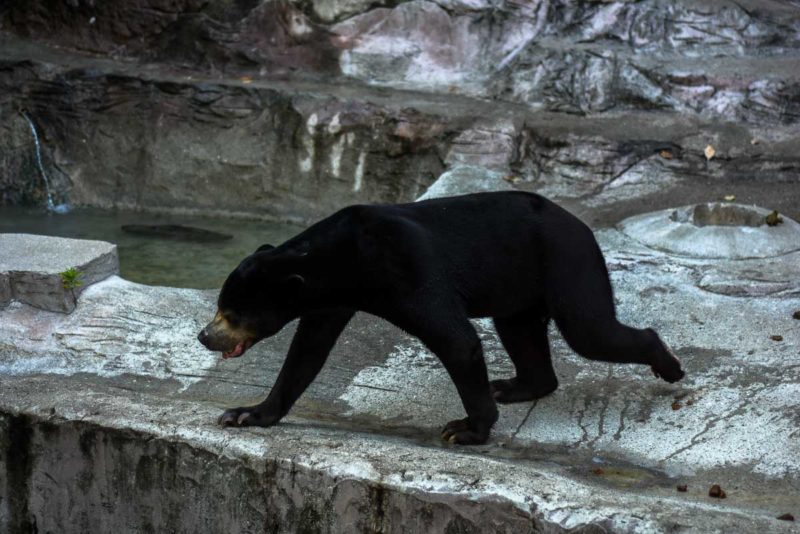 Black bear in Osaka Tennoji Zoo