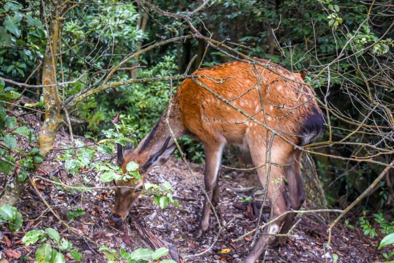 Deer on Mount Misen Miyajima Island 