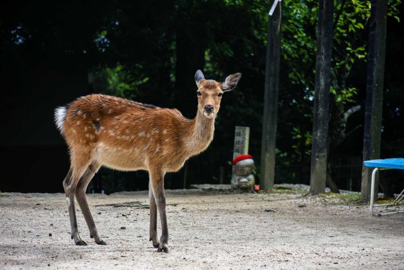 Deer on Mount Misen Miyajima Island