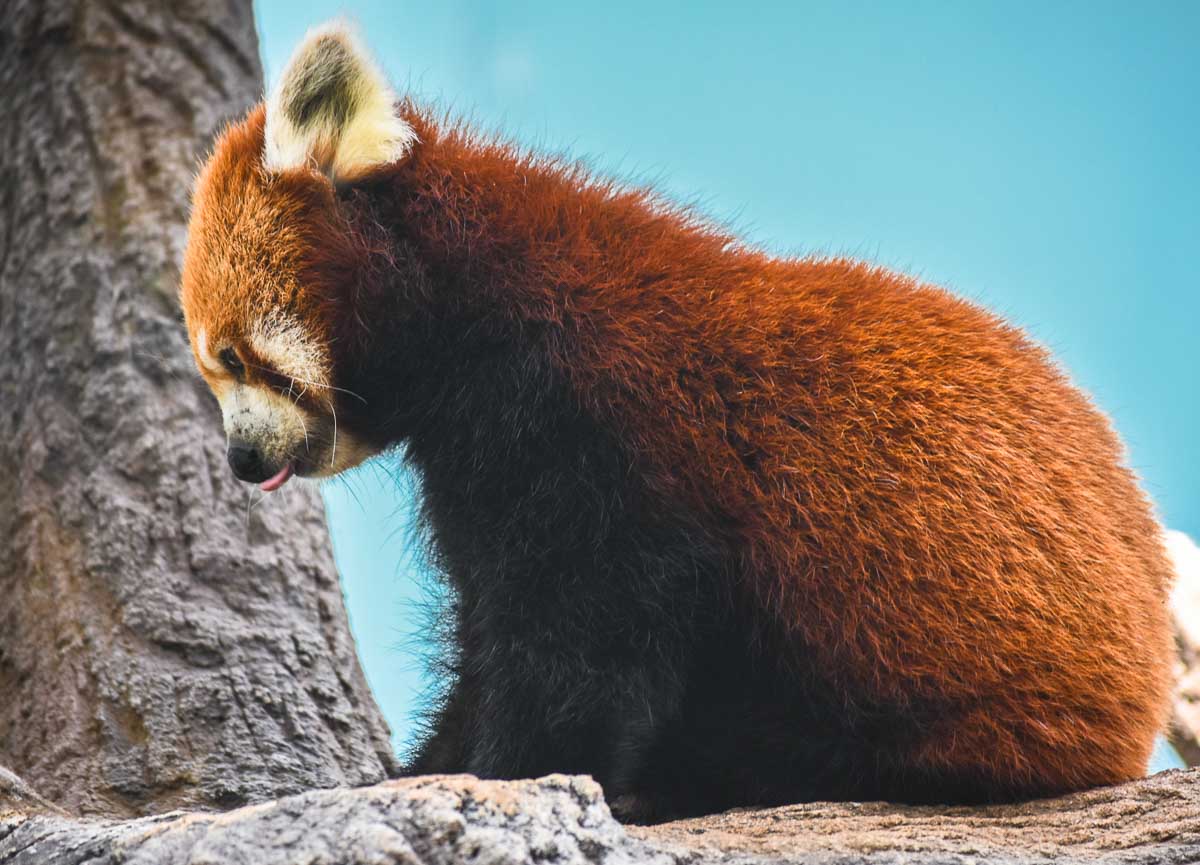 Red Panda at River Safari, Singapore