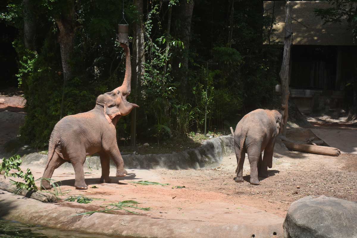 Singapore Zoo - Elephants