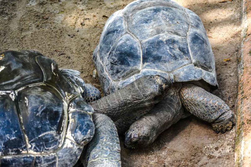 Singapore Zoo - Giant Tortoises