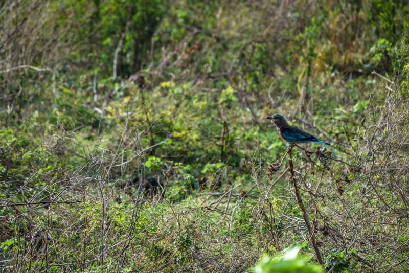 Green Bee eater in Minneriya National Park Sri Lanka