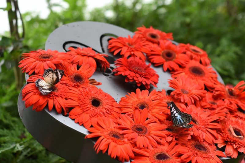 Butterfly Garden at Changi Airport