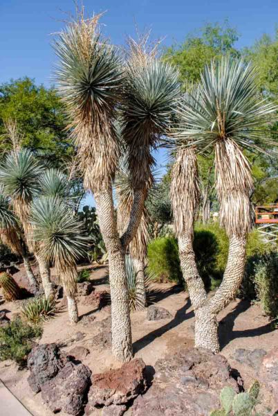 Cactus Garden Ethel M Chocolate Factory Las Vegas