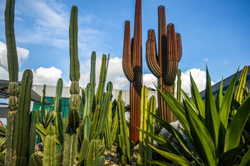 Cactus Garden at Changi