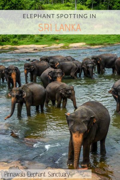 Pinnawala Elephant Sanctuary Sri Lanka was a great chance to see elephants being rehabiliated and cared for without being exploited for tourism purposes. If you can't get to a safari, this is a great way to see some elephants in a quasi wildlife setting. #elephants #pinnawala #pinnawalaelephantsanctuary #srilanka #visitsrilanka