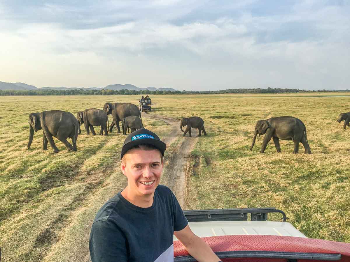 Elephants in Minneriya National Park Sri Lanka