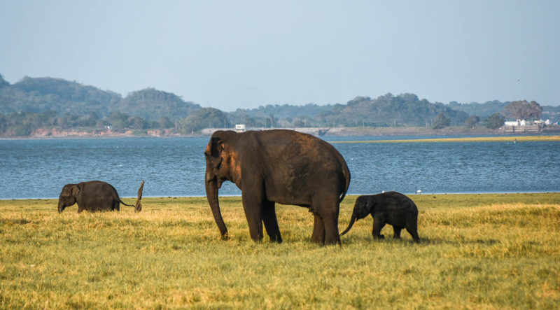 Elephants in Minneriya National Park Sri Lanka