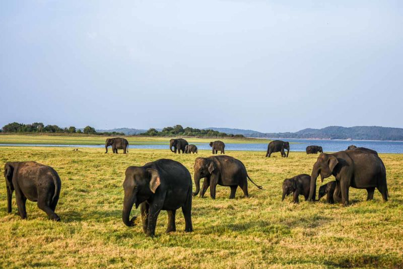 Elephants in Minneriya National Park Sri Lanka