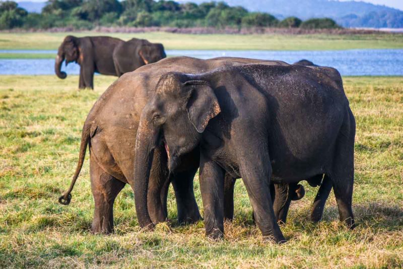 Elephants in Minneriya National Park Sri Lanka