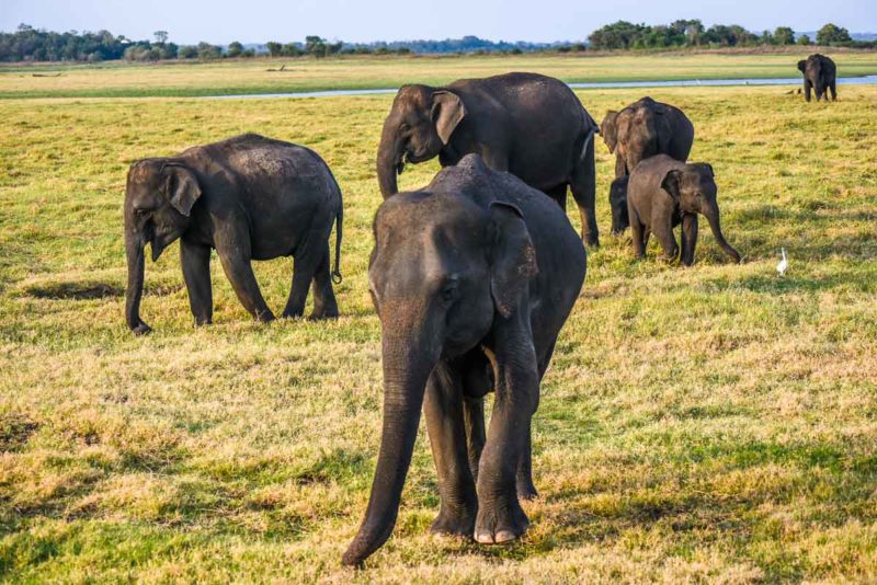 Elephants in Minneriya National Park Sri Lanka