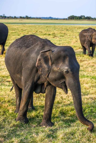 Elephants in Minneriya National Park Sri Lanka