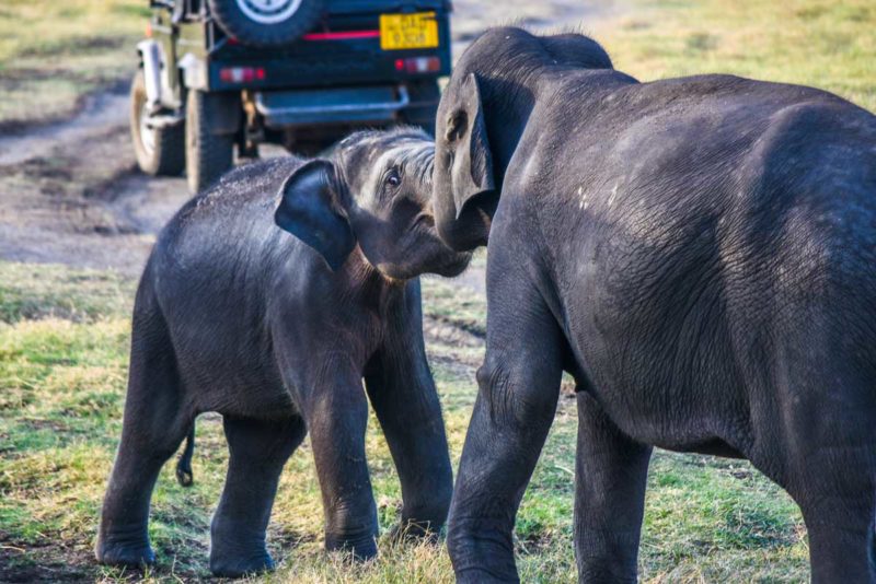 Elephants arguing in Minneriya National Park Sri Lanka