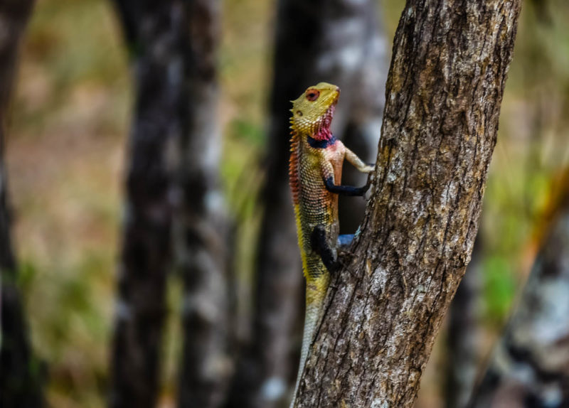 Lizard in Minneriya National Park Sri Lanka