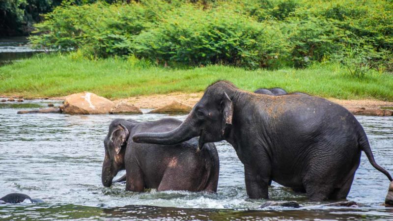 Pinnawala Elephant Sanctuary elephants - washing