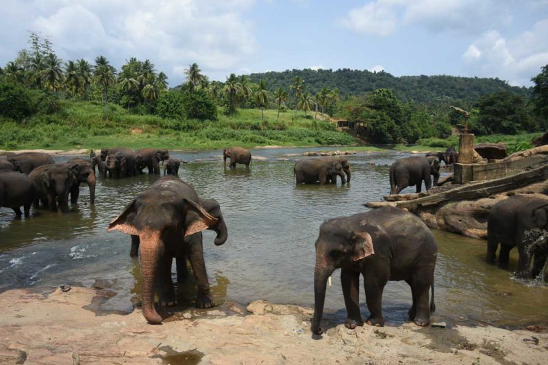 Pinnawala Elephant Sanctuary elephants