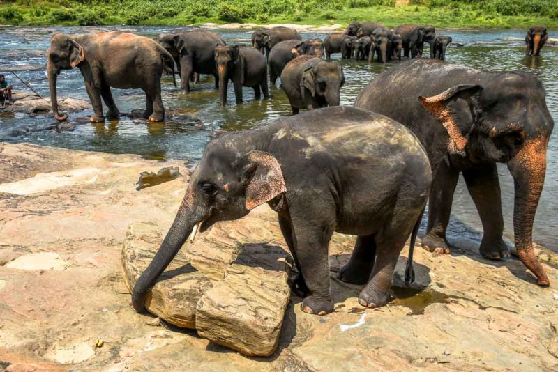 Pinnawala Elephant Sanctuary elephants