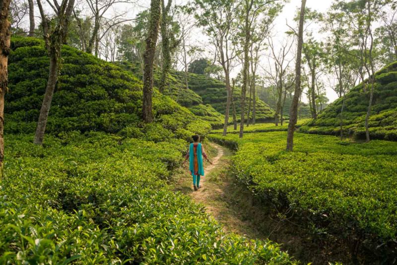 Roaming through the tea region of northeast Bangladesh