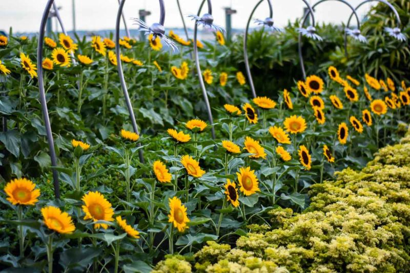 Sunflower Garden at Changi Airport