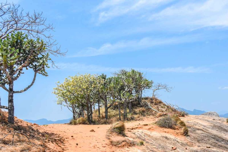 The top of Sigiriya Rock Sri Lanka