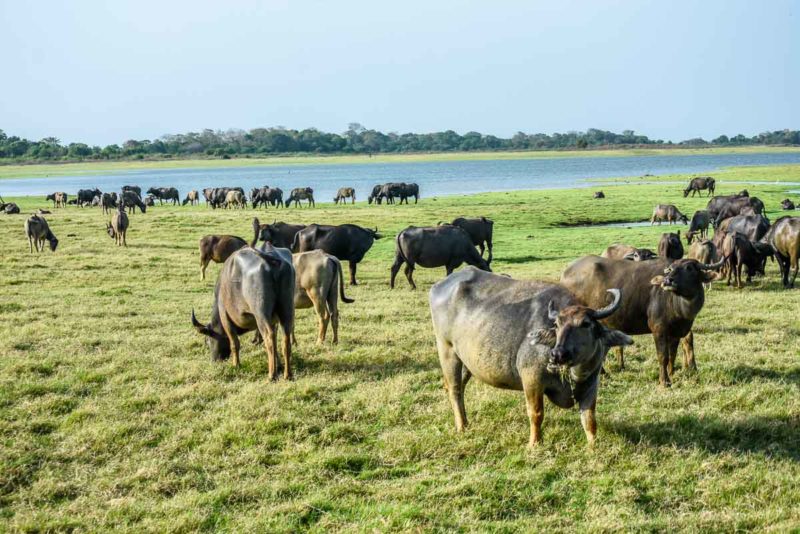 Water buffalo in Minneriya National Park Sri Lanka