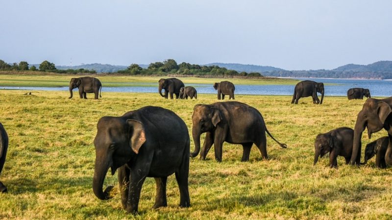 minneriya np sri lanka header