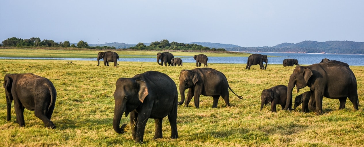 minneriya np sri lanka header