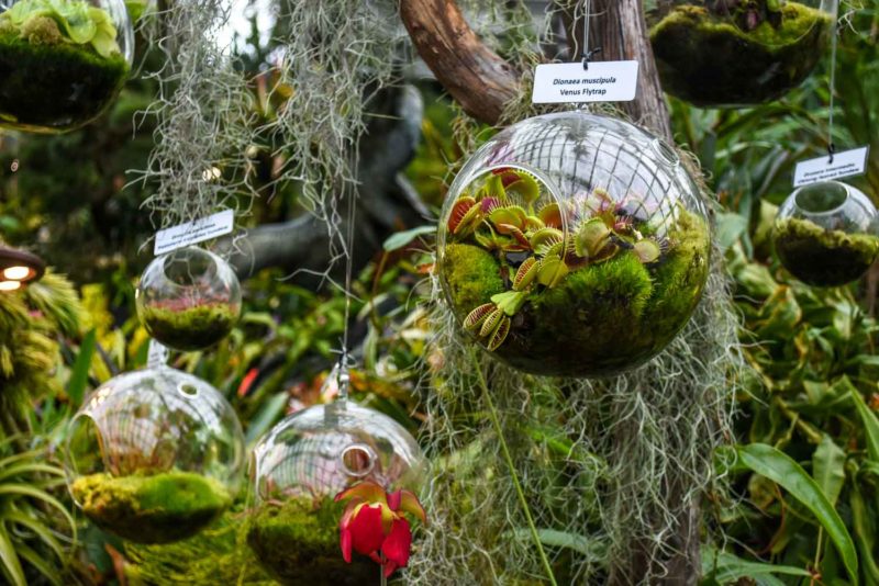 Hanging terrariums at Cloud forest Gardens by the bay