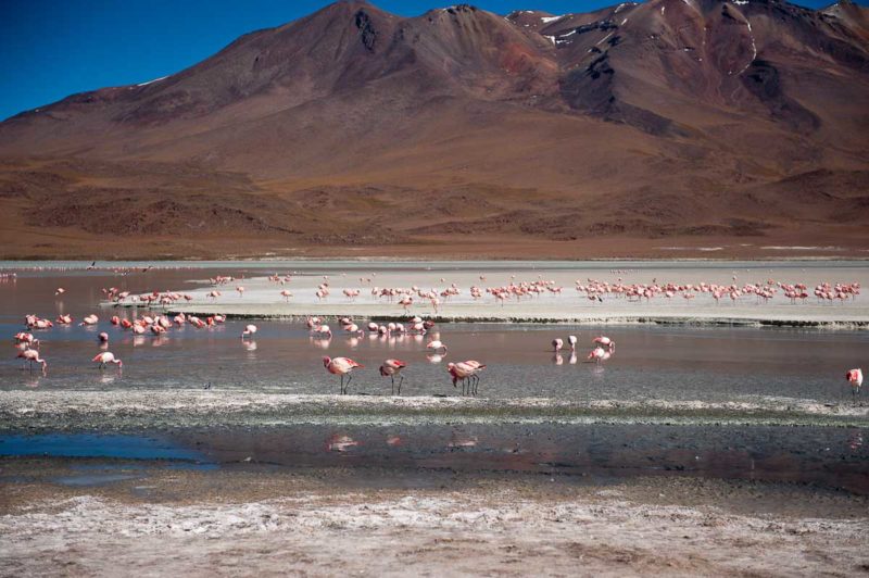 Many lakes on the Andean plateau are home to thousands of pink flamingoes