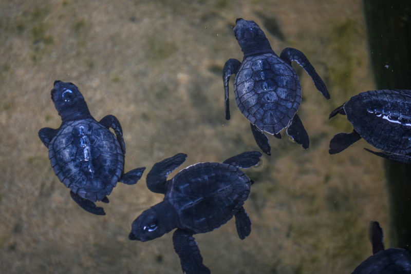 Baby turtles at the turtle sanctuary in Sri Lanka