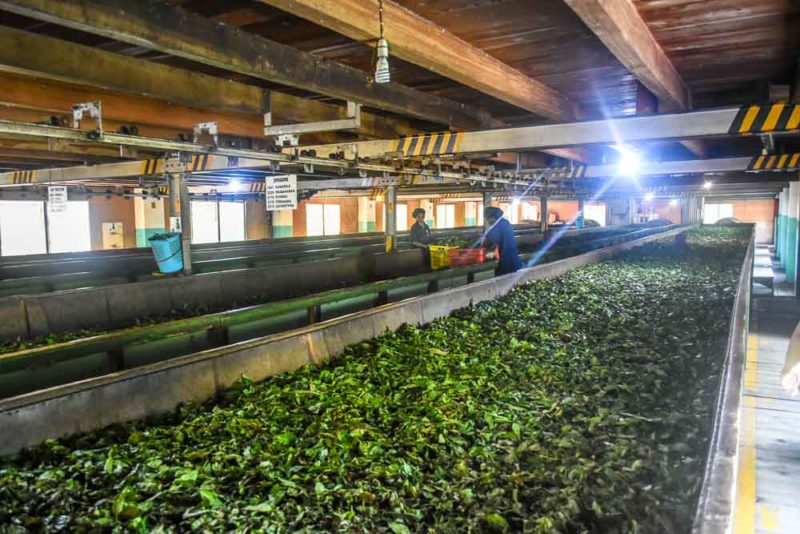 Team making machines at a Kandy Tea Plantation 