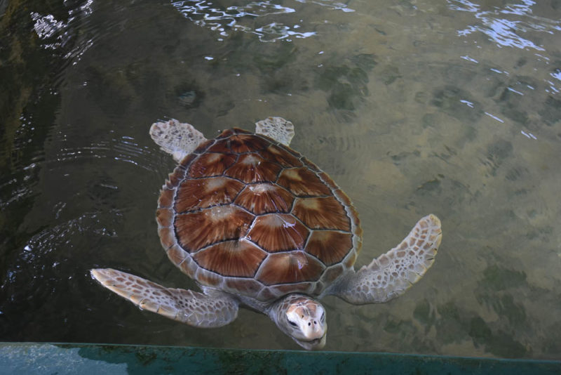 One of the lucky turtles with 4 fins