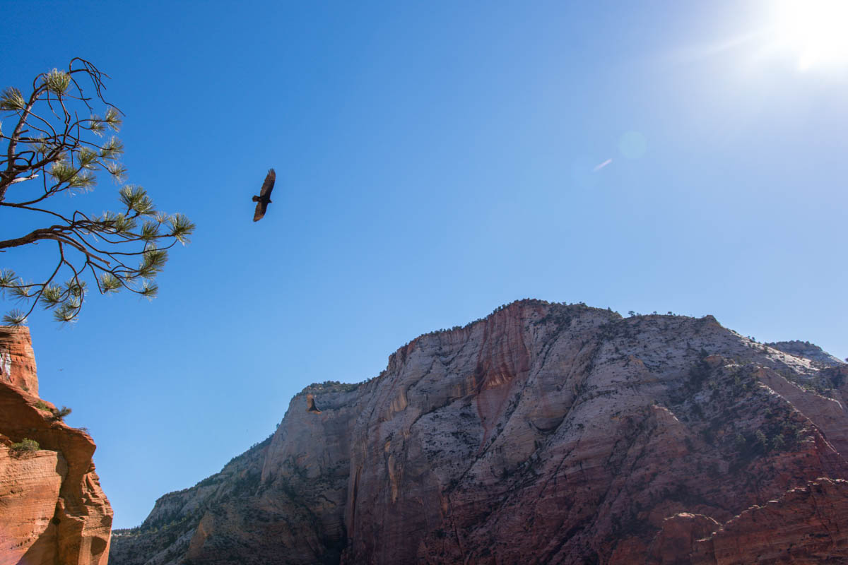 California Condor flying over Zion Canyon