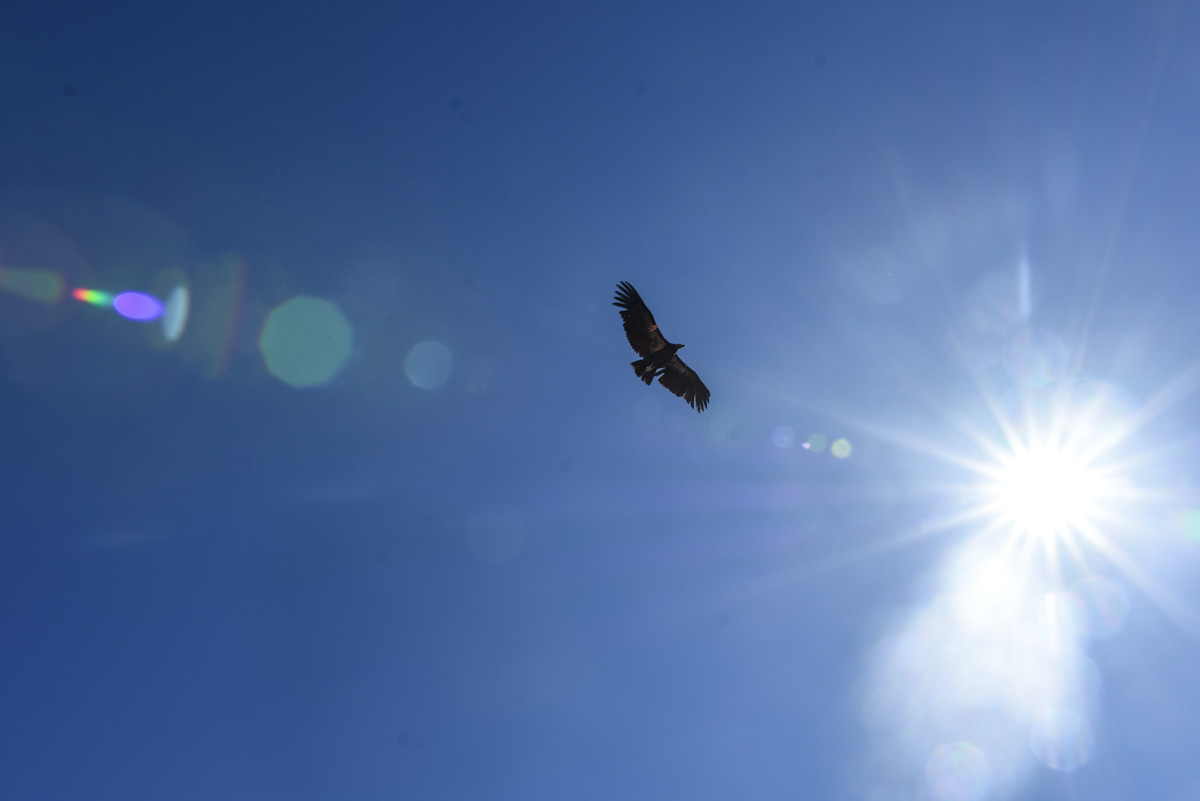 California Condor flying over Zion Canyon