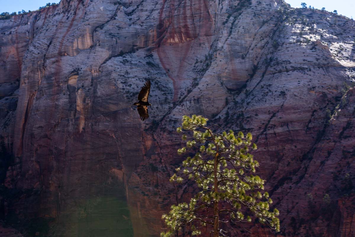 California Condor flying through Zion Canyon