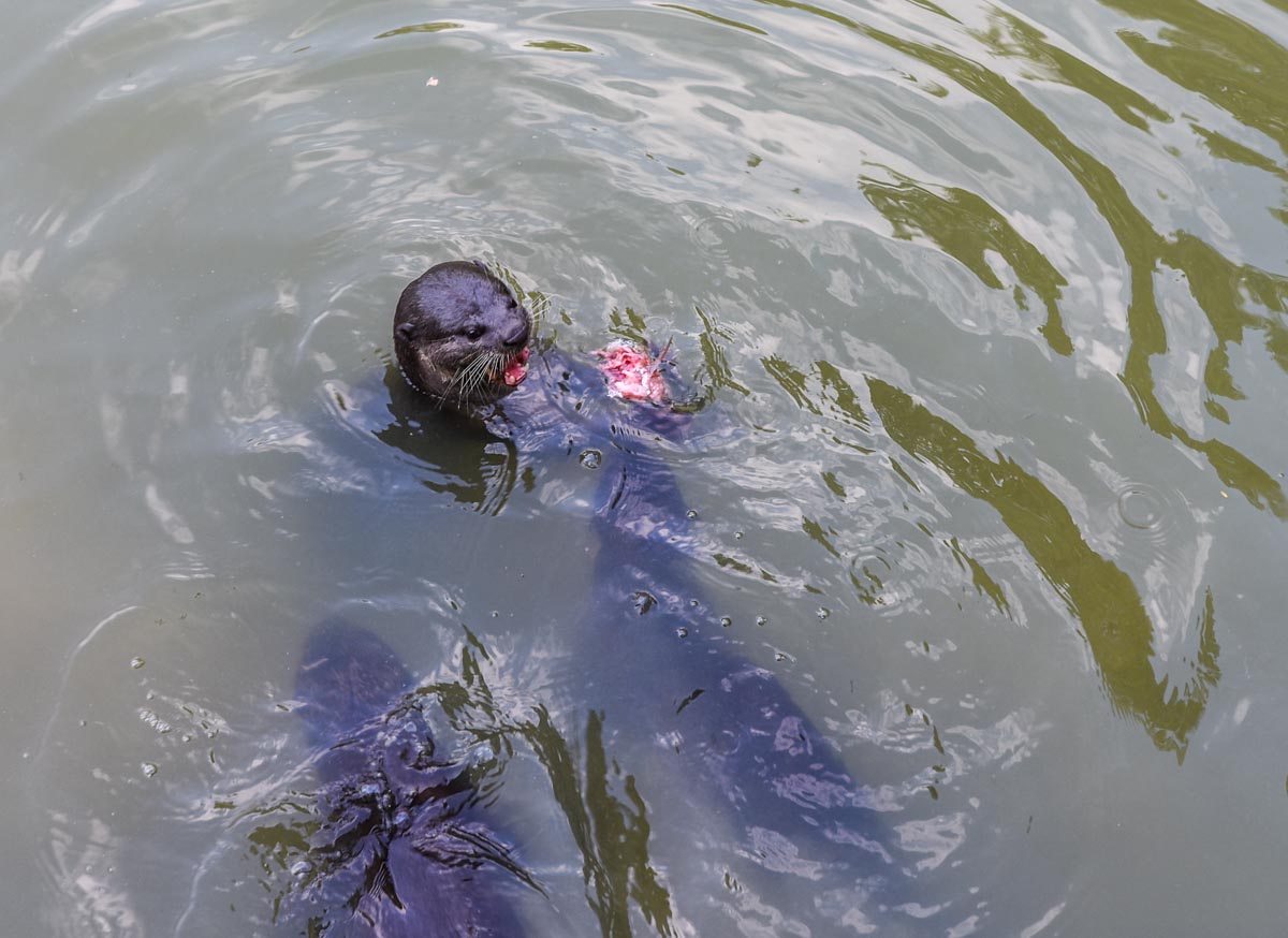 Otters hunting fish at Singapore Botanic Gardens