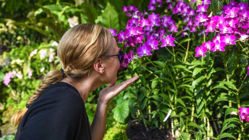 Stopping to Smell the orchids in Singapore's National Orchard Garden