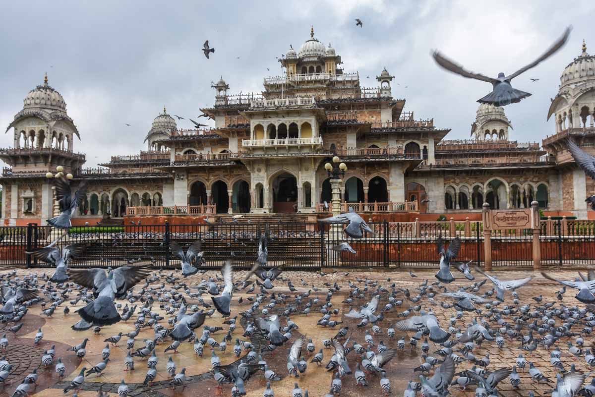 Albert Hall Museum Jaipur in all its pigeons
