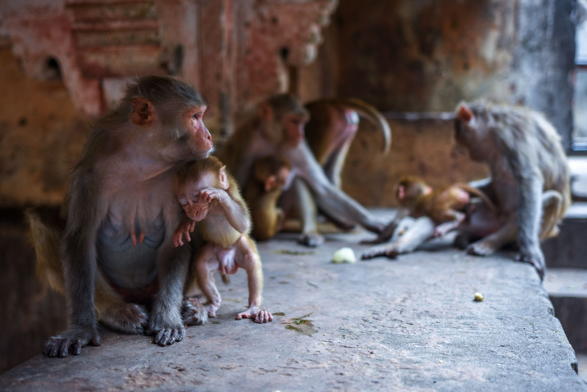 Monkeys at the Temple Shri Sitaramji, Galtaji near Jaipur