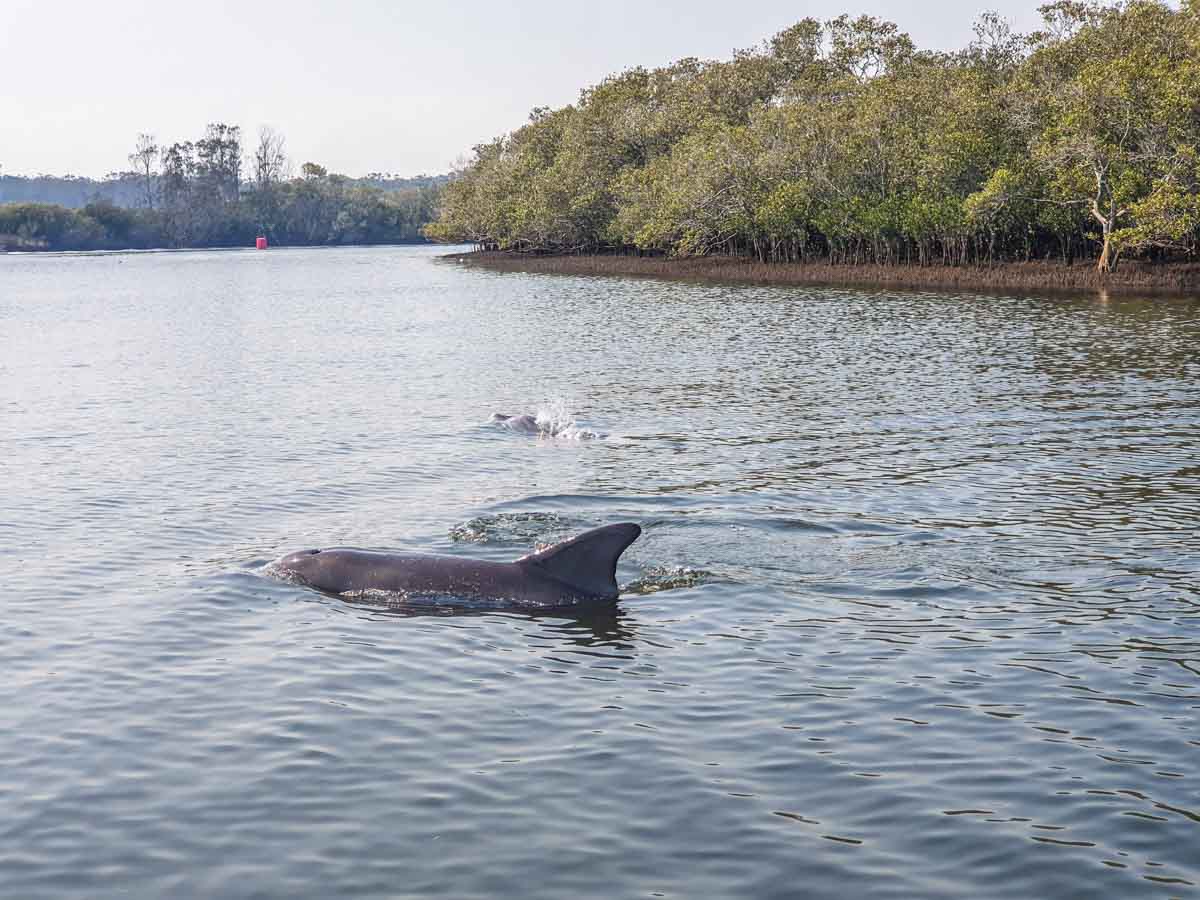 Dolphins up the Myall River